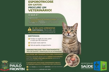 Esporotricose em gatos: procure um veterinário!